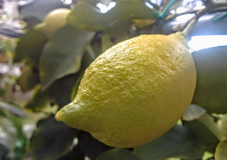 Passione limoni